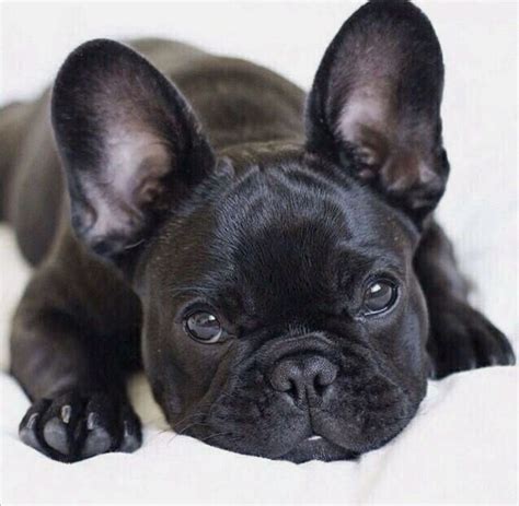 Sweet black French bulldog puppy. Those eyes! | French bulldog funny ...