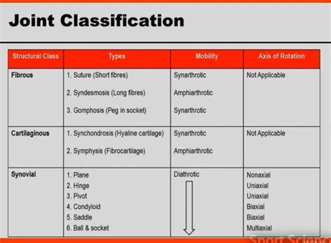 Discover the Different Types of Joints in the Human Body