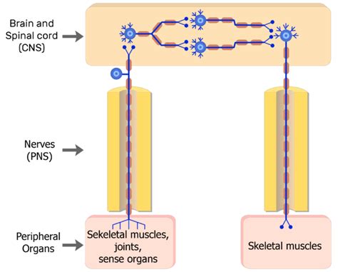 Organization of the Somatic Nervous System