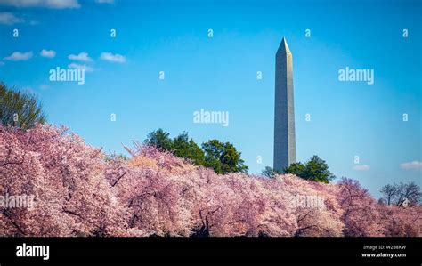 The Washington Monument in Washington, DC during the Cherry Blossom ...