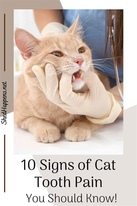 10 Signs of Cat Tooth Pain - Shed Happens