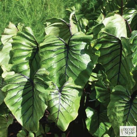 Colocasia Pharaoh's Mask - Fred Lamontagne inc.