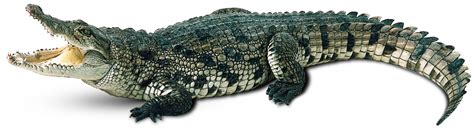 Free Crocodile Transparent, Download Free Crocodile Transparent png ...