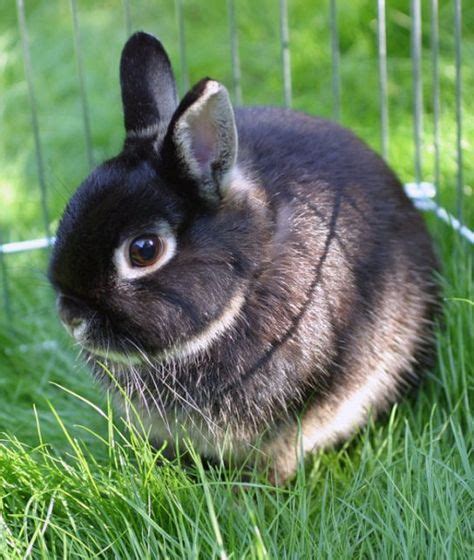 Netherland Dwarf Bunnies make Great Pets. Top reasons to get a cute Netherland Dwarf rabbit as ...