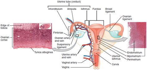 23.2: Ovaries - Medicine LibreTexts