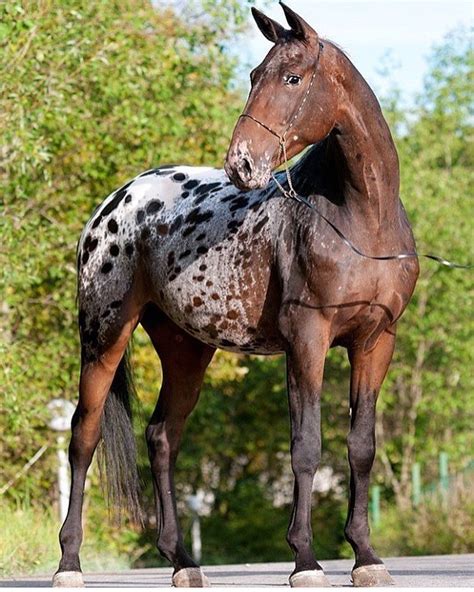 APPALOOSA HORSES on Instagram: “#appaloosa #appaloosas #horse #horses #appaloosahorse # ...