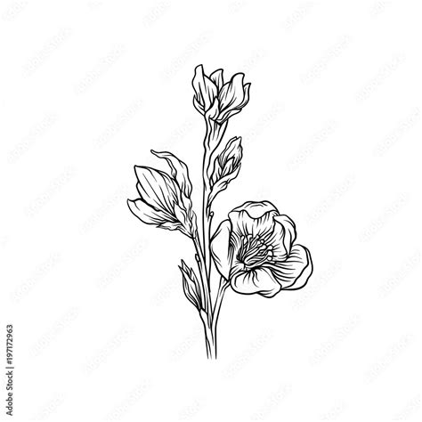 Flower, black and white hand drawn floral design element vector Illustration Stock Vector ...