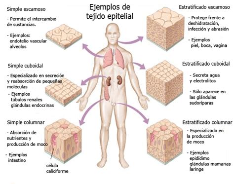 Científicos Activos de la Intermedia de Quebradillas: Tarea: Cubo de epitelio