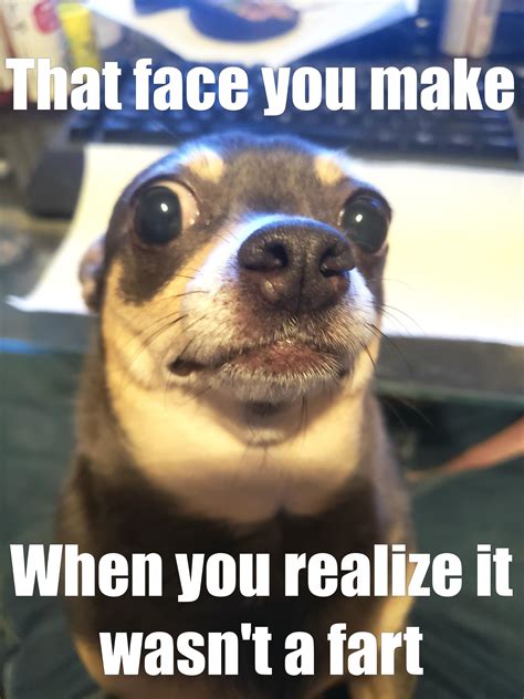 Made a meme with my chi. : r/Chihuahua