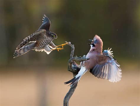 A Photographer Captures A Sparrowhawk Testing Its Hunting Skills On A ...