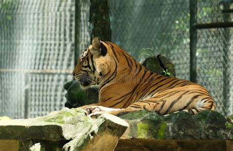 Harimau Malaya stock photo. Image of aggressive, tropical - 263326578