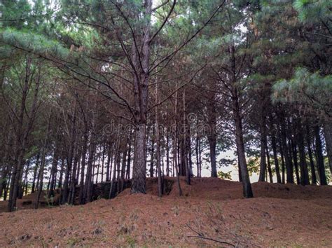 Pinus forest scenary stock photo. Image of cold, ground - 173504400