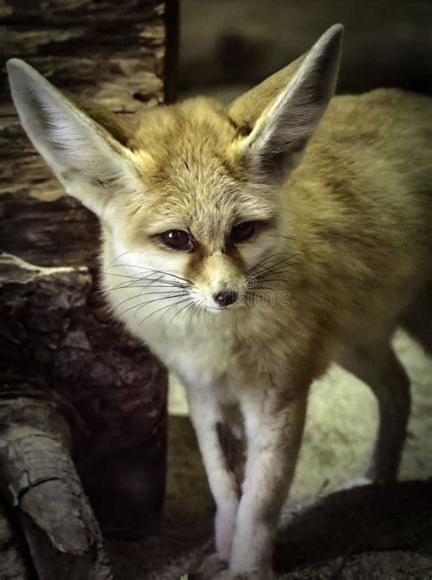 Tiny Fennec Fox stock photo. Image of background, asia - 126030870