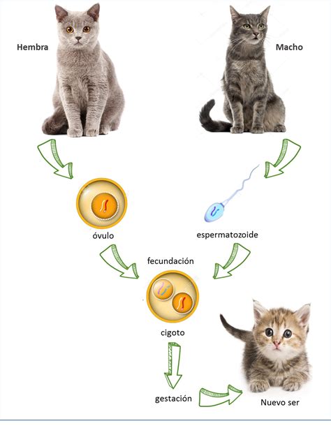 LICEO LOS ÁNGELES : REPRODUCCIÓN EN ANIMALES - Ciencias naturales 5°