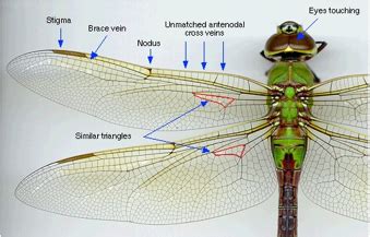 Aquatic Insects - Family Identification (Pictures) Flashcards | Quizlet