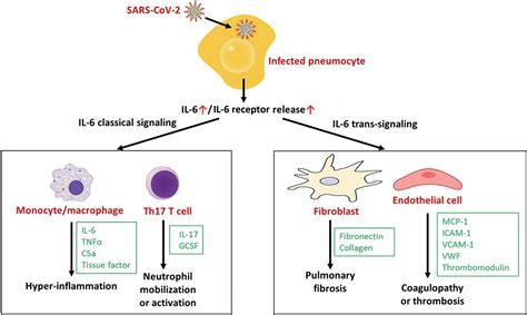 IL-6 Induction and Signaling: Horizons of COVID-19-Related Pathogenesis ...