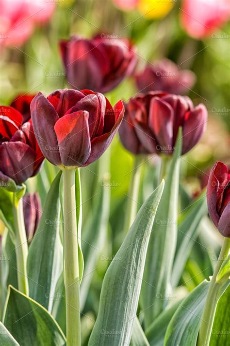 Dark red tulips | High-Quality Nature Stock Photos ~ Creative Market