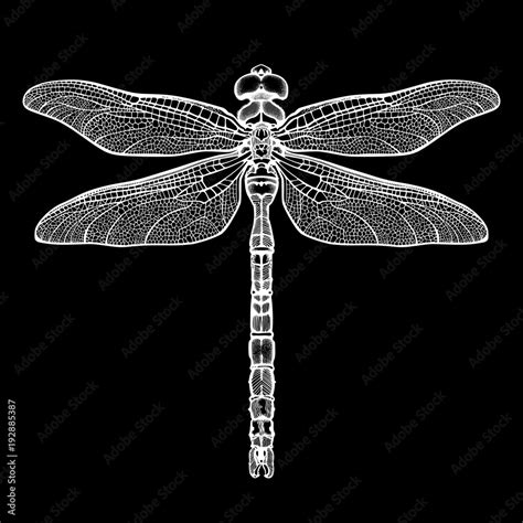 White dragonfly Aeschna Viridls, isolated on black background ...