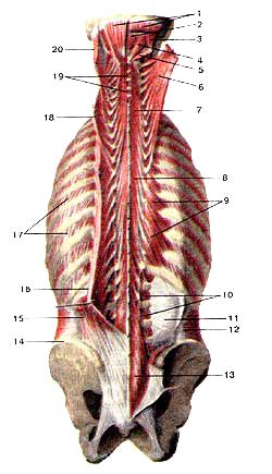 Мышцы спины и затылка | nextOHM строение человека