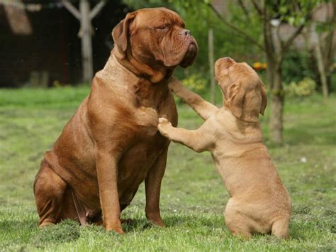 Dogue De Bordeaux Dog Breed Info,Temperament, Puppies & Pictures