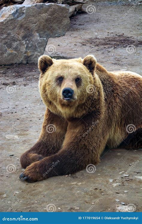 Brown Bear with Down Syndrome in the Forest Stock Photo - Image of ...