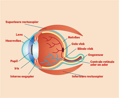 Anatomie van het oog: zo kun je zien| Hans Anders