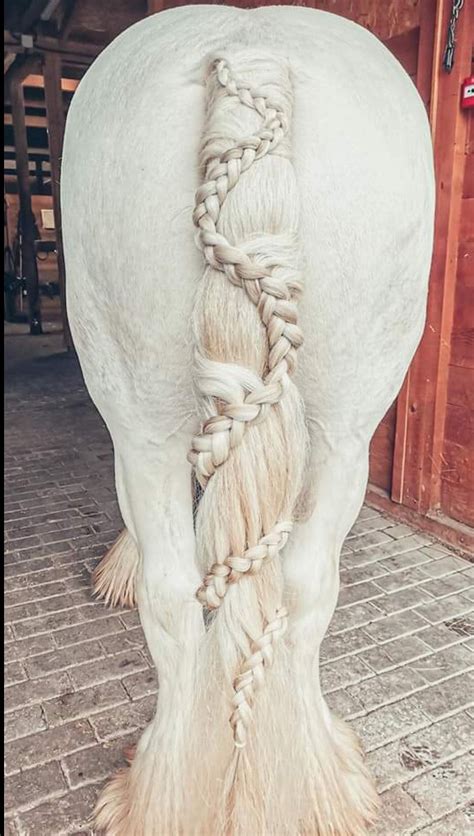 Unusual Horse Tail Braid | Horse braiding, Horse mane braids, Horse mane