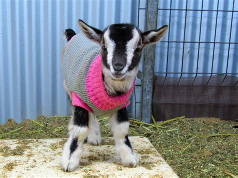 Baby Goats | | Nigerian Dwarf | Goats for sale NSW | Zodiac Mini Goats NSW