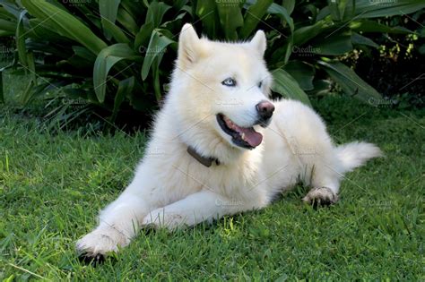 Pure White Siberian Husky Dog with | High-Quality Animal Stock Photos ...