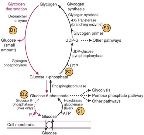 glycogen storage disorders Diagram | Quizlet