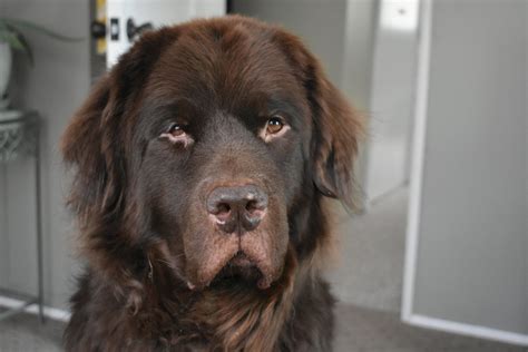 Brown newfoundland | Newfoundland puppies, Newfoundland dog, Newfoundland