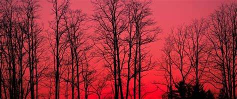 Red Sky, Forest, Tree Silhouette - Red Sky Forest - 3440x1440 Wallpaper ...