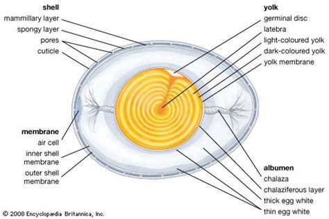 Egg | biology | Britannica.com