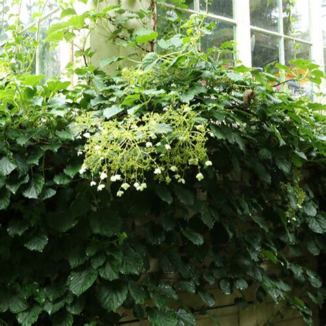 Tips for Pruning Climbing Hydrangea - Fine Gardening