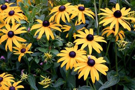 Rudbeckia: how to grow black-eyed Susan - Plantura