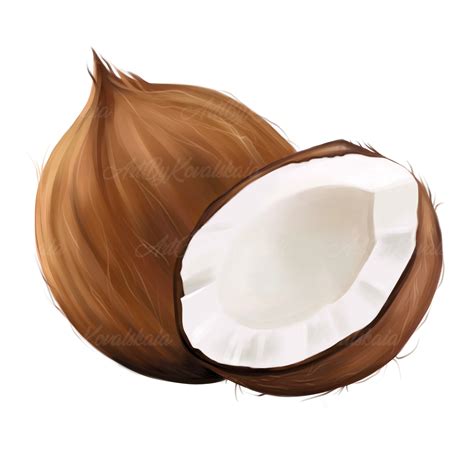 Coconut Clipart