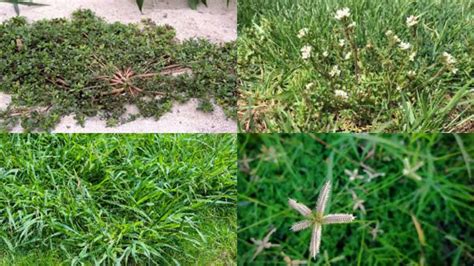 12 Types Of Weeds In Texas [Complete Guide] - Texas Today