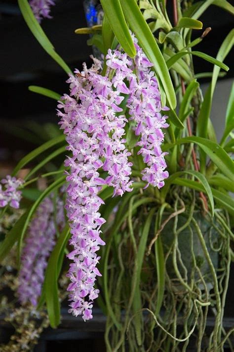 90 Different Types of Orchid Varieties You Can Grow! Indoor Orchid Care ...