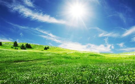 Green field with trees and view of sun, nature, landscape, field, flowers HD wallpaper ...