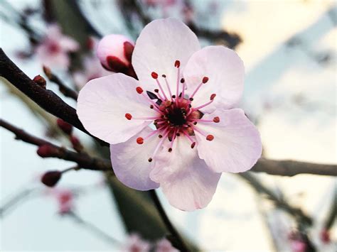 Plum Blossom Symbolism and Bloom Time