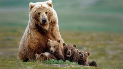 Bear Family by elangwidodo - World Photography Day Photo Contest | Baby animals, Cute animals ...