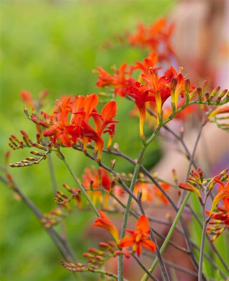 Lucifer Crocosmia - 5 bulbs – BloomingBulb