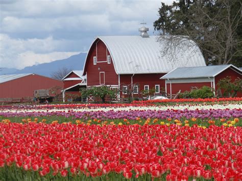 Tulip Festival, Mount Vernon, Washington, USA Skagit Valley, Tulip Festival, Washington Usa ...