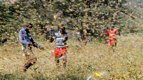 East Africa: Worst locust swarms in 25 years could worsen food crisis ...