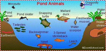 Freshwater Ecosystems: FREE Printables and Science Projects | Pond life ...