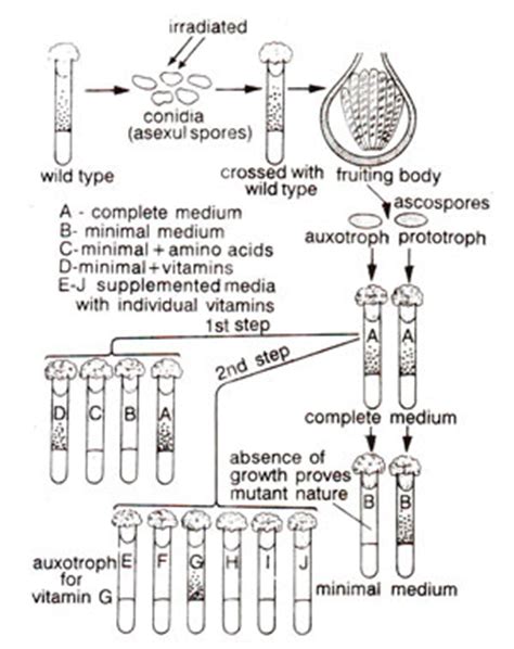 Biochemical mutations in Neurospora | Mutations : Biochemical Level (Biochemical and Microbial ...