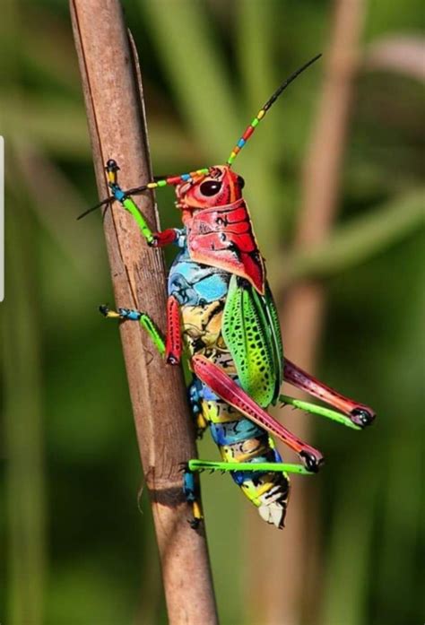 Rainbow Grasshopper | Insects, Pictures of insects, Beautiful bugs