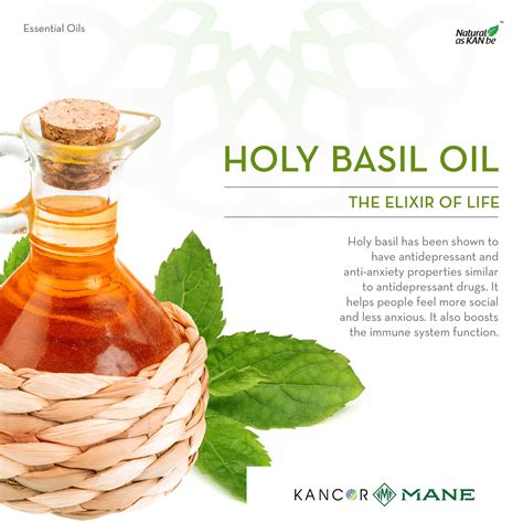 Holy Basil Essential Oil is sometimes known as Tulsi Essential Oil. Used extensively in India ...