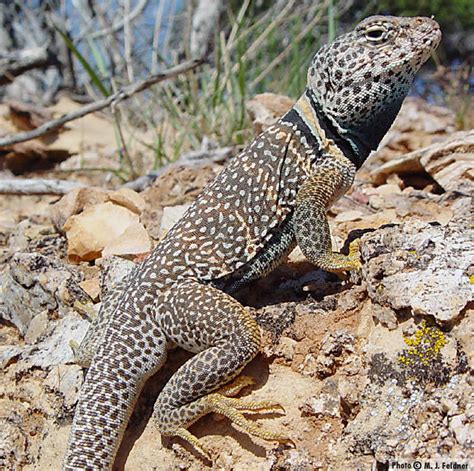 Great Basin Collared Lizard (Crotaphytus bicinctores) - Reptiles of Arizona