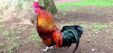 Rooster Crowing in the Morning | Free Sound Effects | Animal Sounds